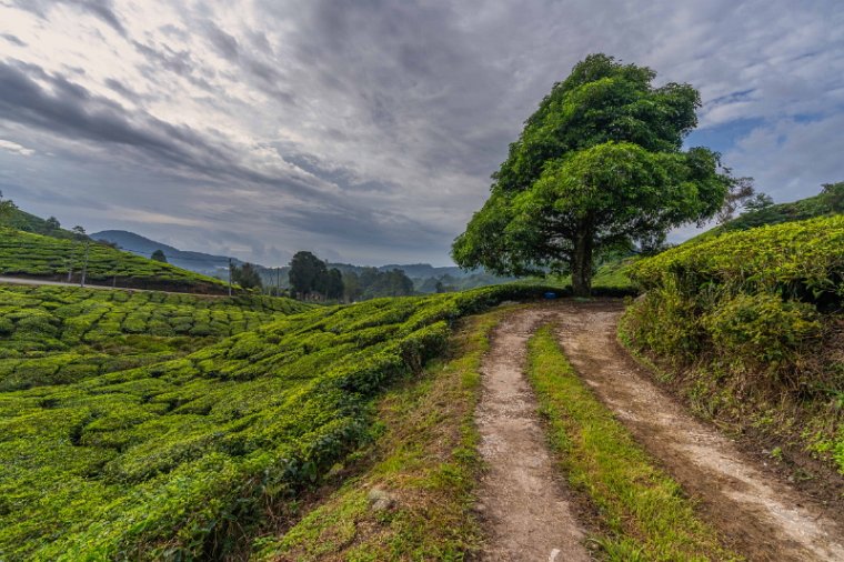 144 Cameron Highlands.jpg